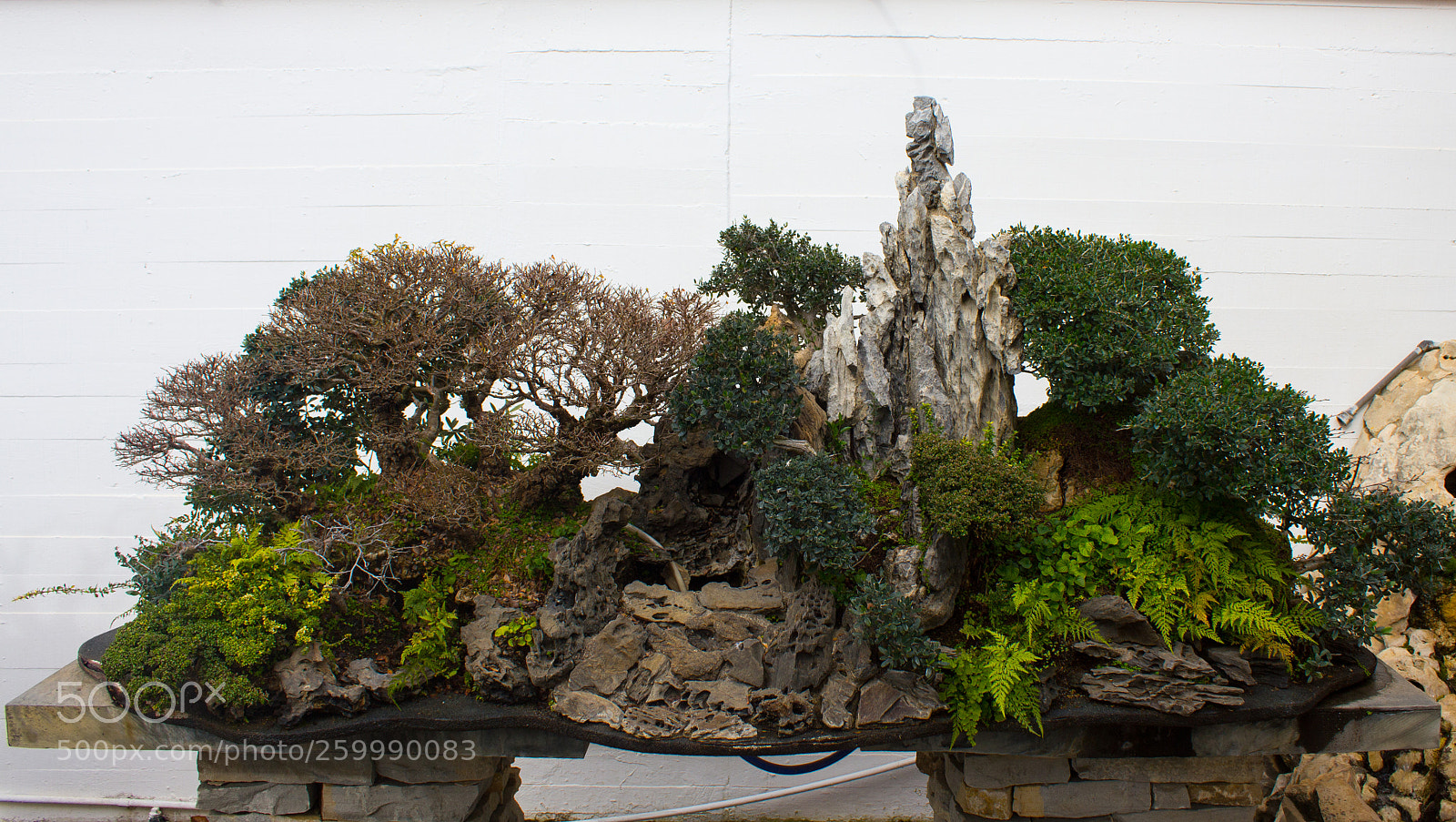 Canon EOS 550D (EOS Rebel T2i / EOS Kiss X4) sample photo. Museo bonsai photography