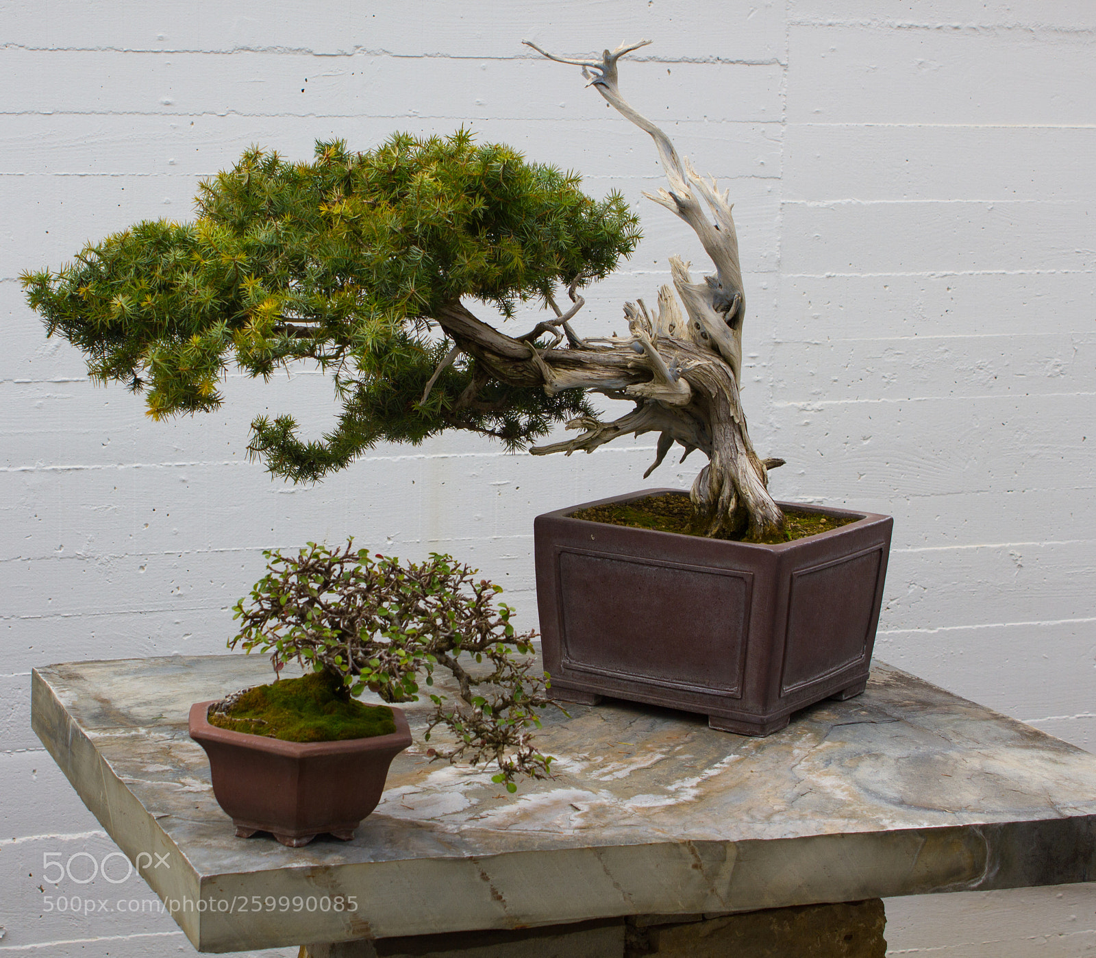 Canon EOS 550D (EOS Rebel T2i / EOS Kiss X4) sample photo. Museo bonsai photography