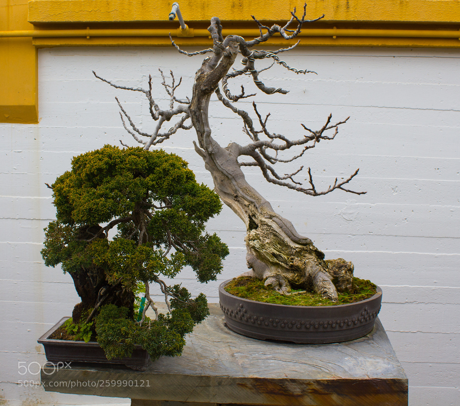 Canon EOS 550D (EOS Rebel T2i / EOS Kiss X4) sample photo. Museo bonsai photography