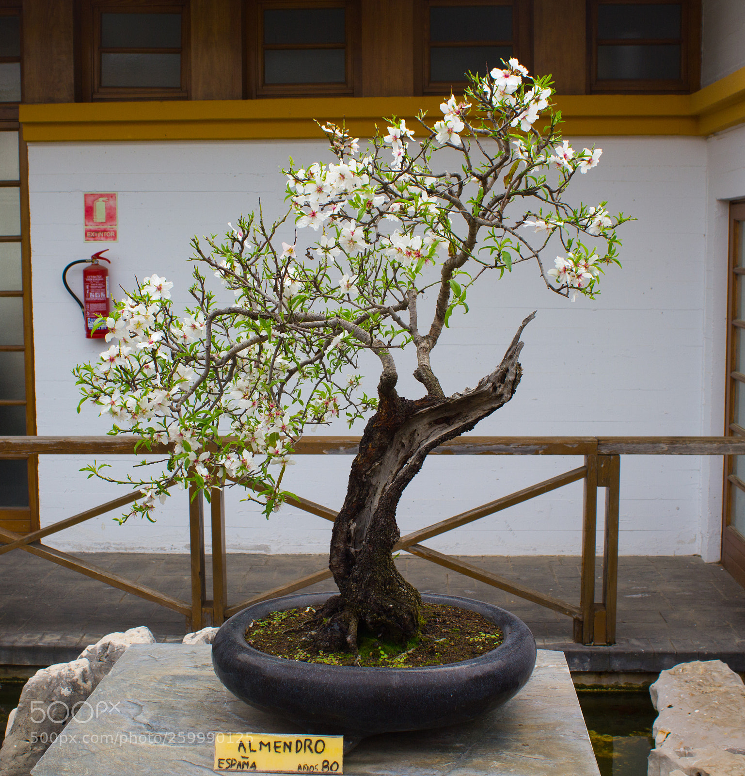 Canon EOS 550D (EOS Rebel T2i / EOS Kiss X4) sample photo. Museo bonsai photography