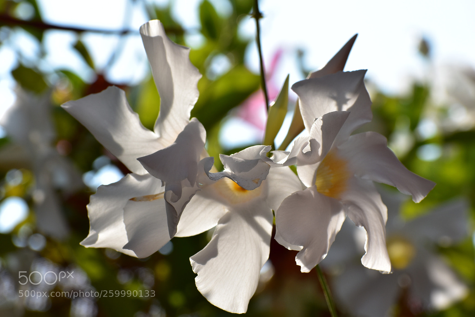 Nikon D5500 sample photo. Mandevila flowers photography