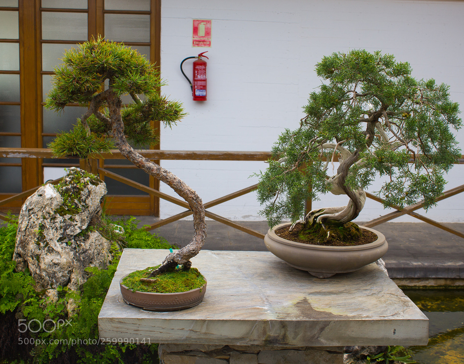 Canon EOS 550D (EOS Rebel T2i / EOS Kiss X4) sample photo. Museo bonsai photography