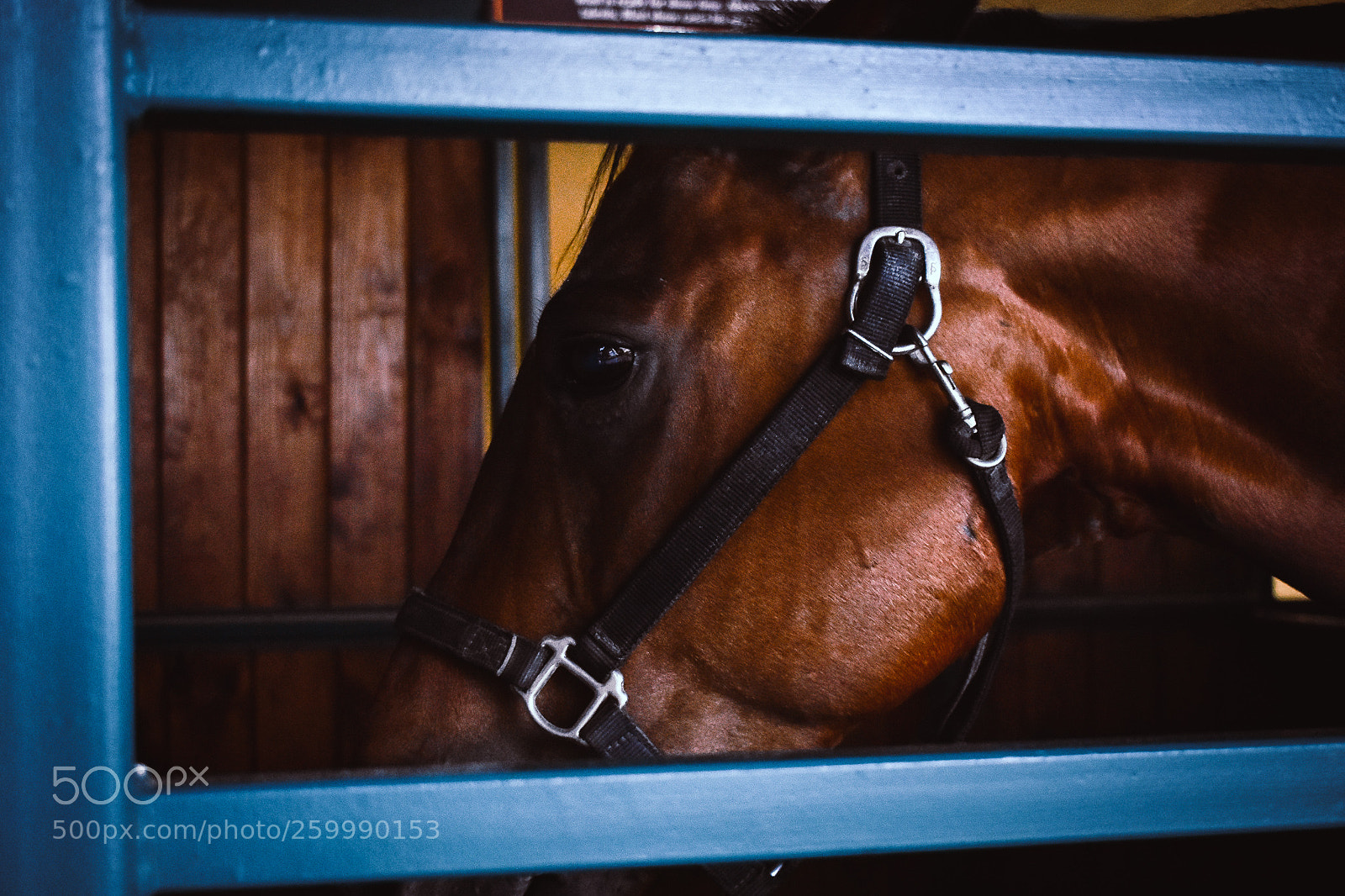 Nikon D3400 sample photo. Trick horse photography
