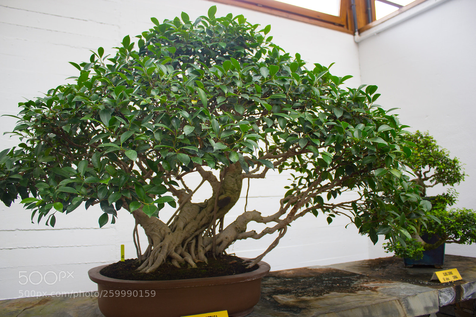 Canon EOS 550D (EOS Rebel T2i / EOS Kiss X4) sample photo. Museo bonsai photography