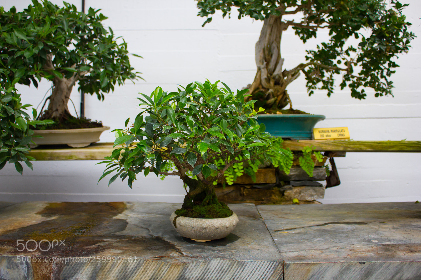 Canon EOS 550D (EOS Rebel T2i / EOS Kiss X4) sample photo. Museo bonsai photography