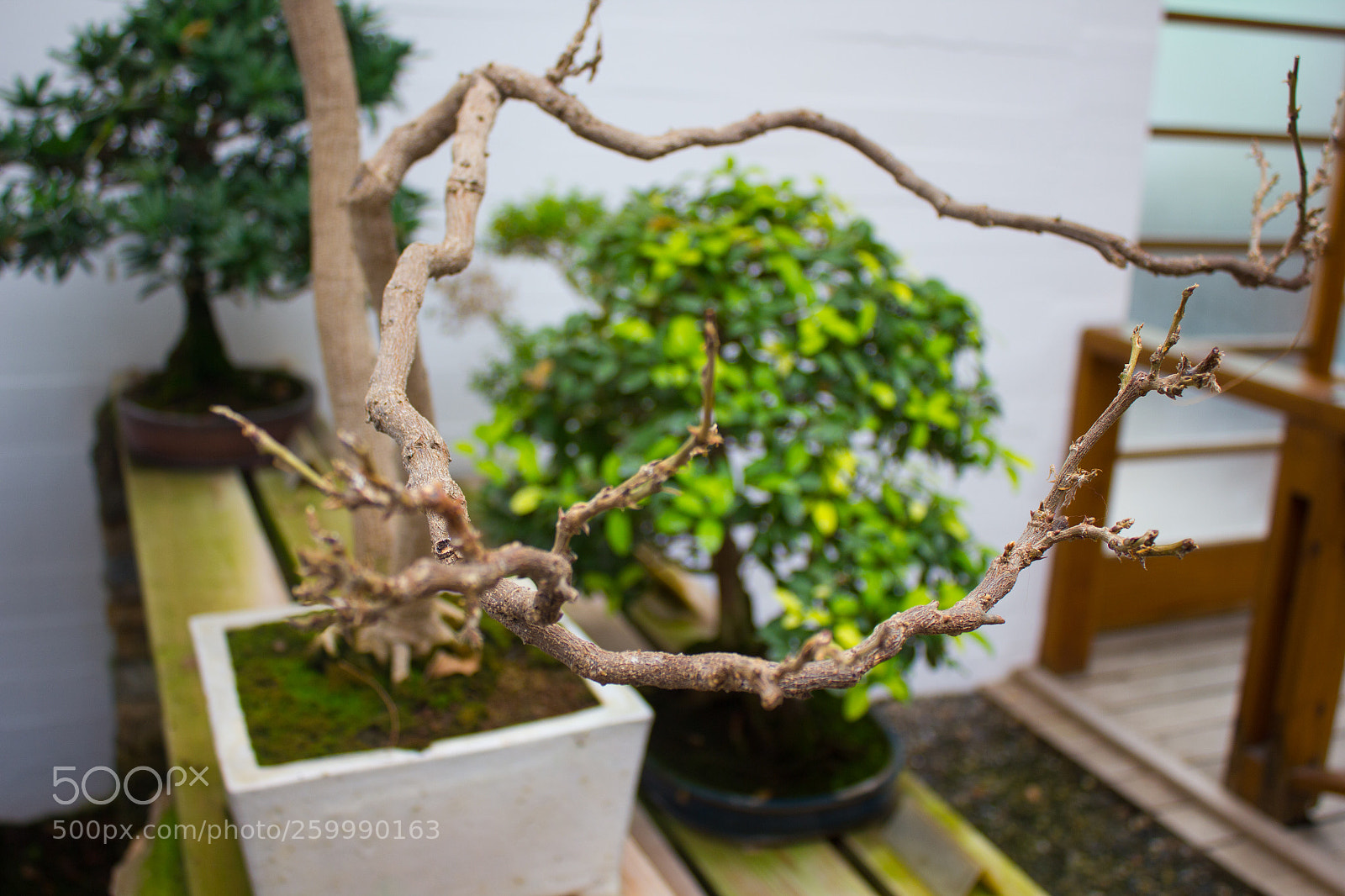 Canon EOS 550D (EOS Rebel T2i / EOS Kiss X4) sample photo. Museo bonsai photography
