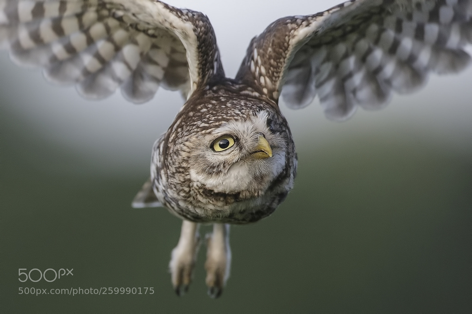 Canon EOS-1D X sample photo. Little owl photography