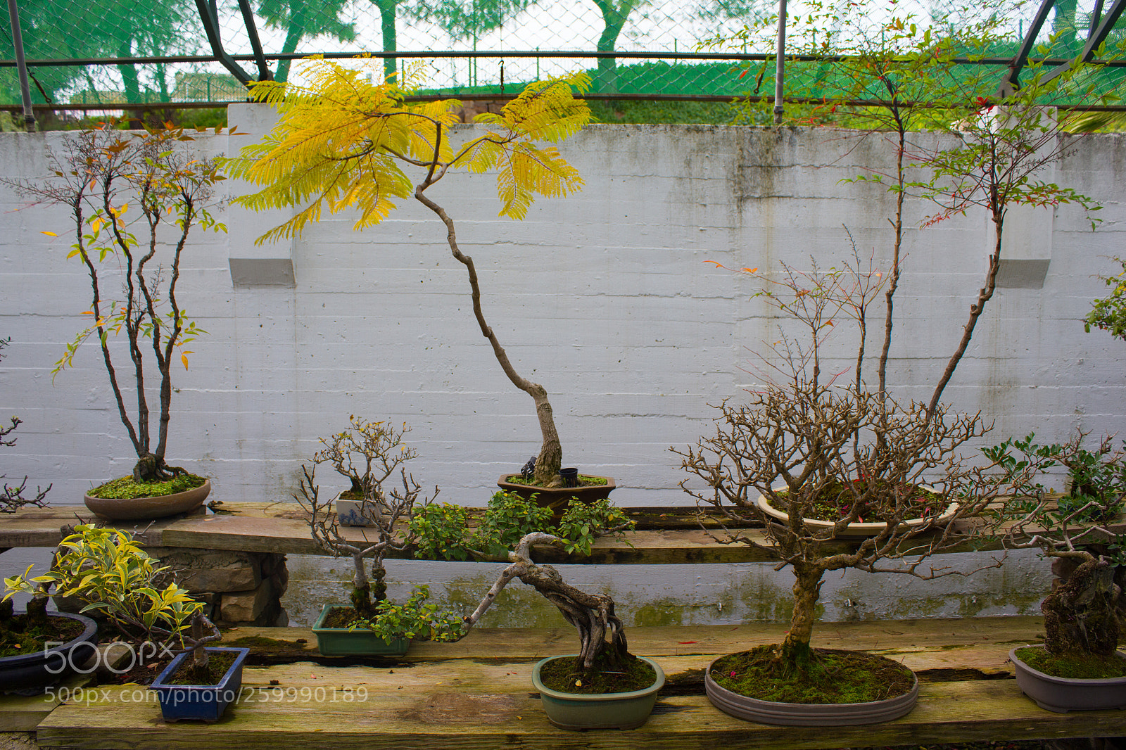 Canon EOS 550D (EOS Rebel T2i / EOS Kiss X4) sample photo. Museo bonsai photography