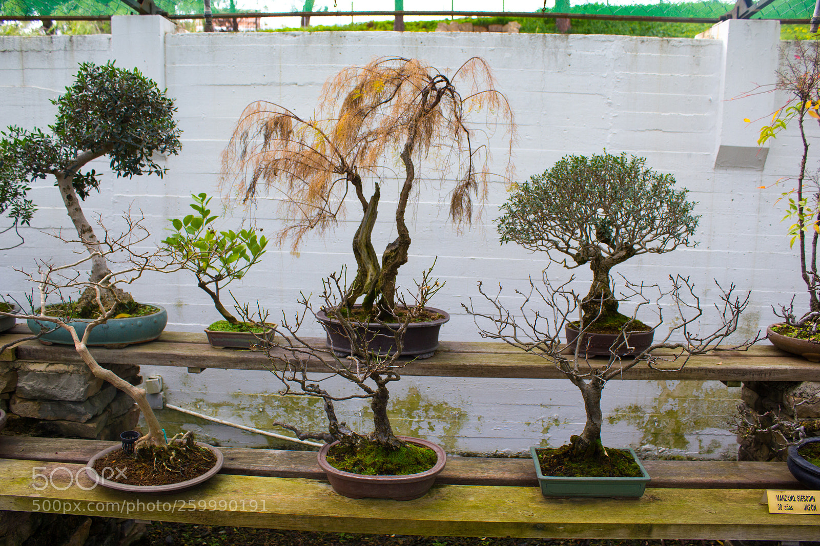 Canon EOS 550D (EOS Rebel T2i / EOS Kiss X4) sample photo. Museo bonsai photography