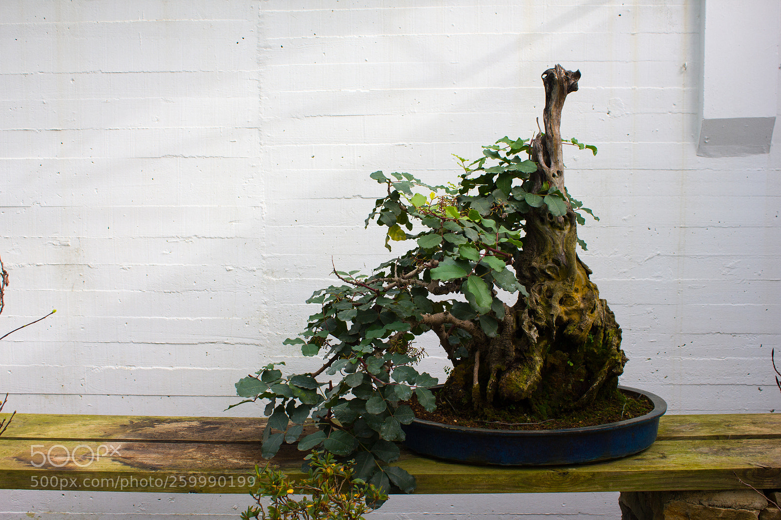 Canon EOS 550D (EOS Rebel T2i / EOS Kiss X4) sample photo. Museo bonsai photography
