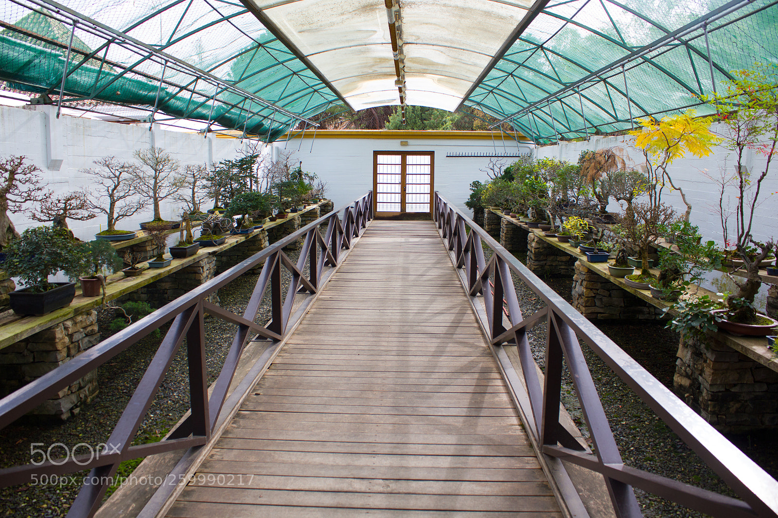Canon EOS 550D (EOS Rebel T2i / EOS Kiss X4) sample photo. Museo bonsai photography