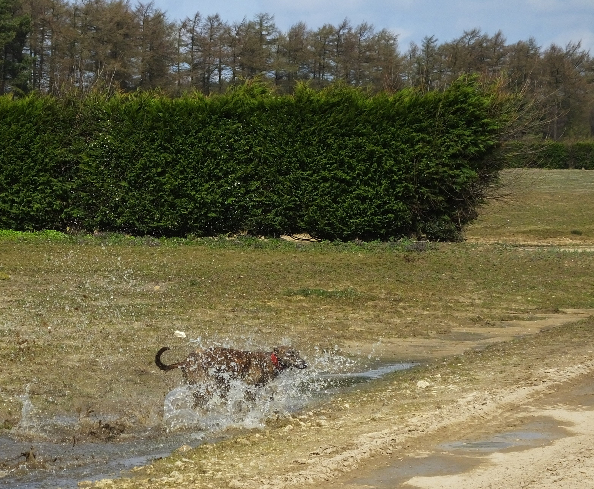 Fujifilm FinePix HS50 EXR sample photo. Dog wash photography