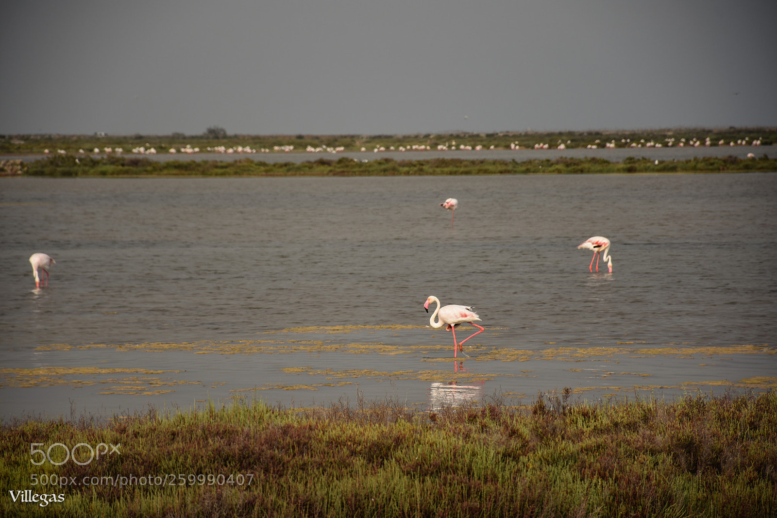 Nikon D7200 sample photo. Flamencos photography