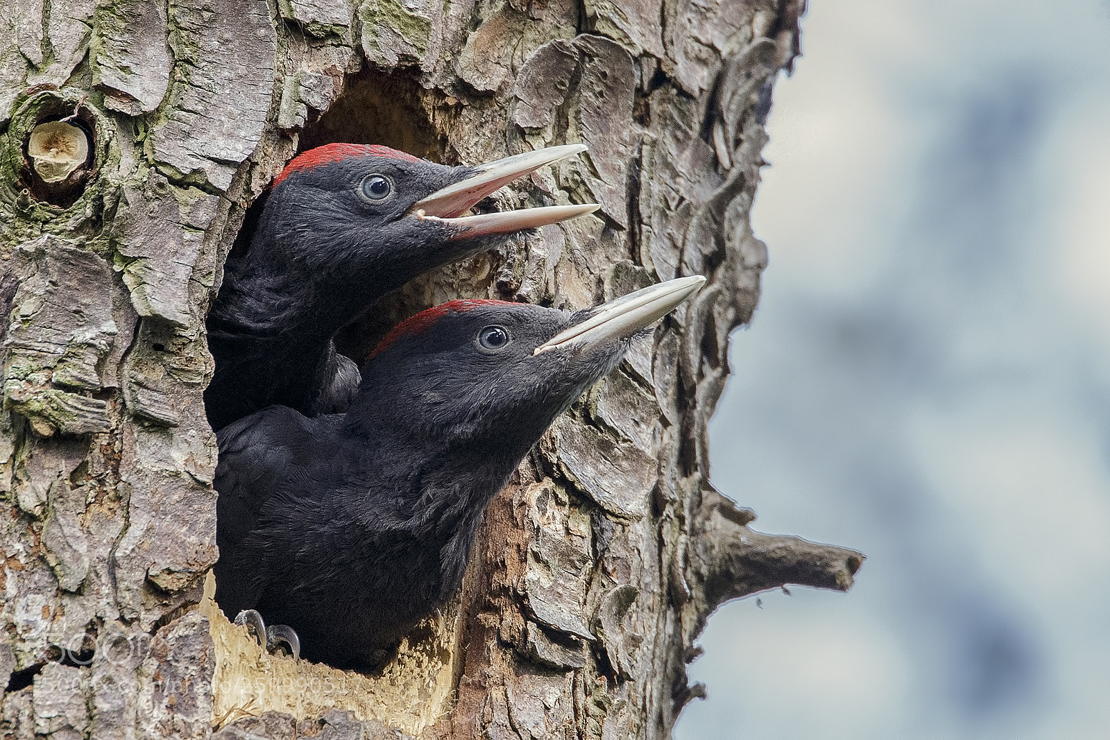 Canon EOS-1D X sample photo. Black woodpeckers photography