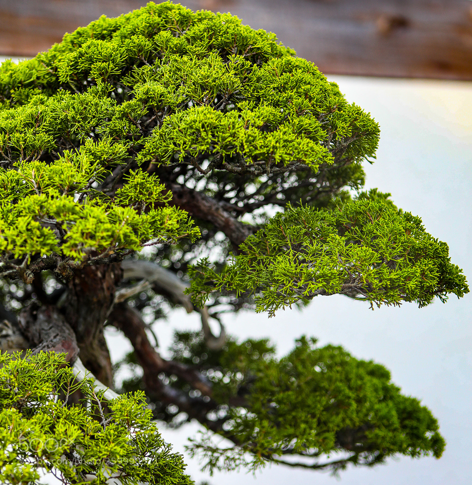 Canon EOS 5D Mark IV sample photo. Embassy portfolio: bonsai photography