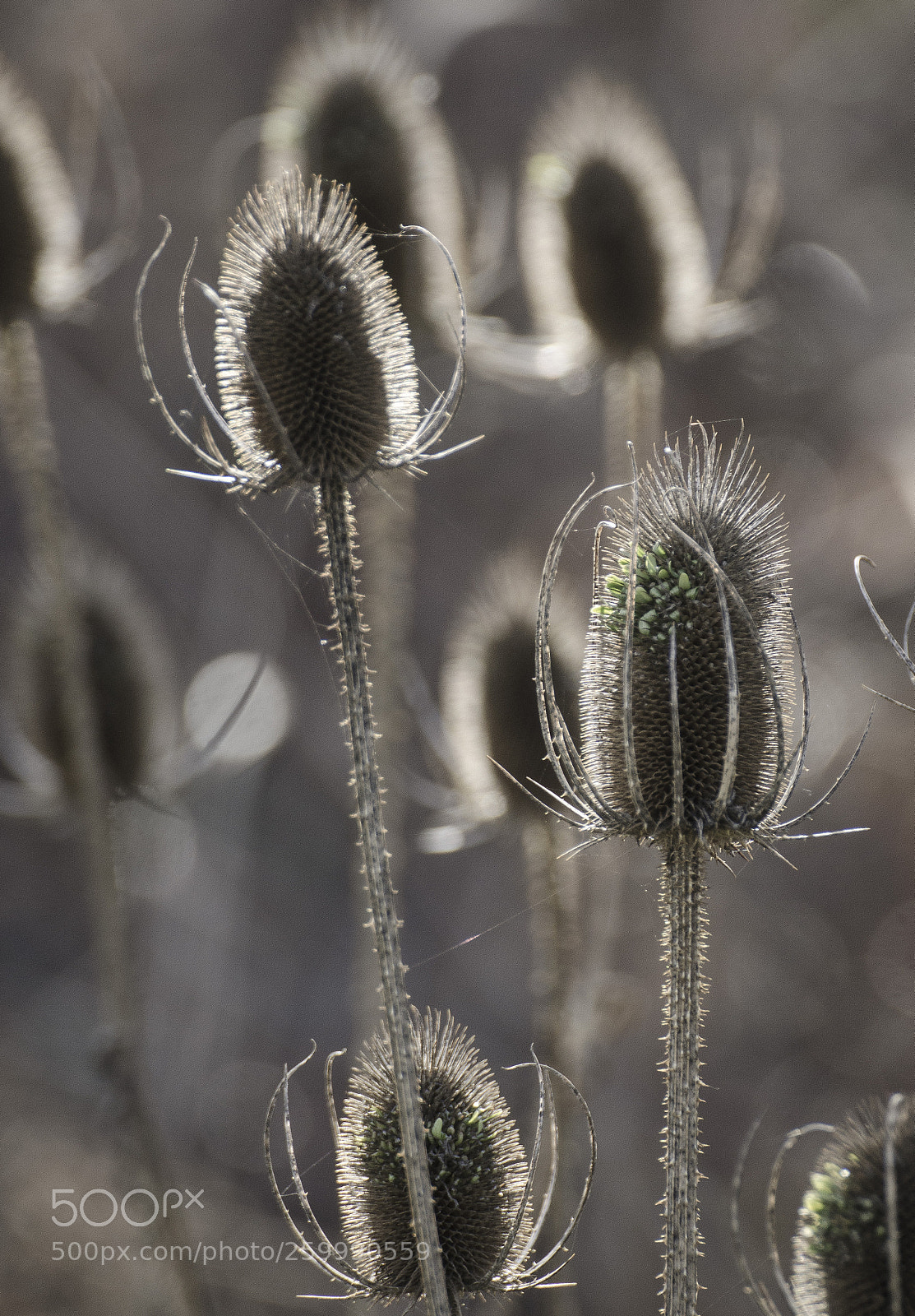 Nikon D5100 sample photo. Thorns photography