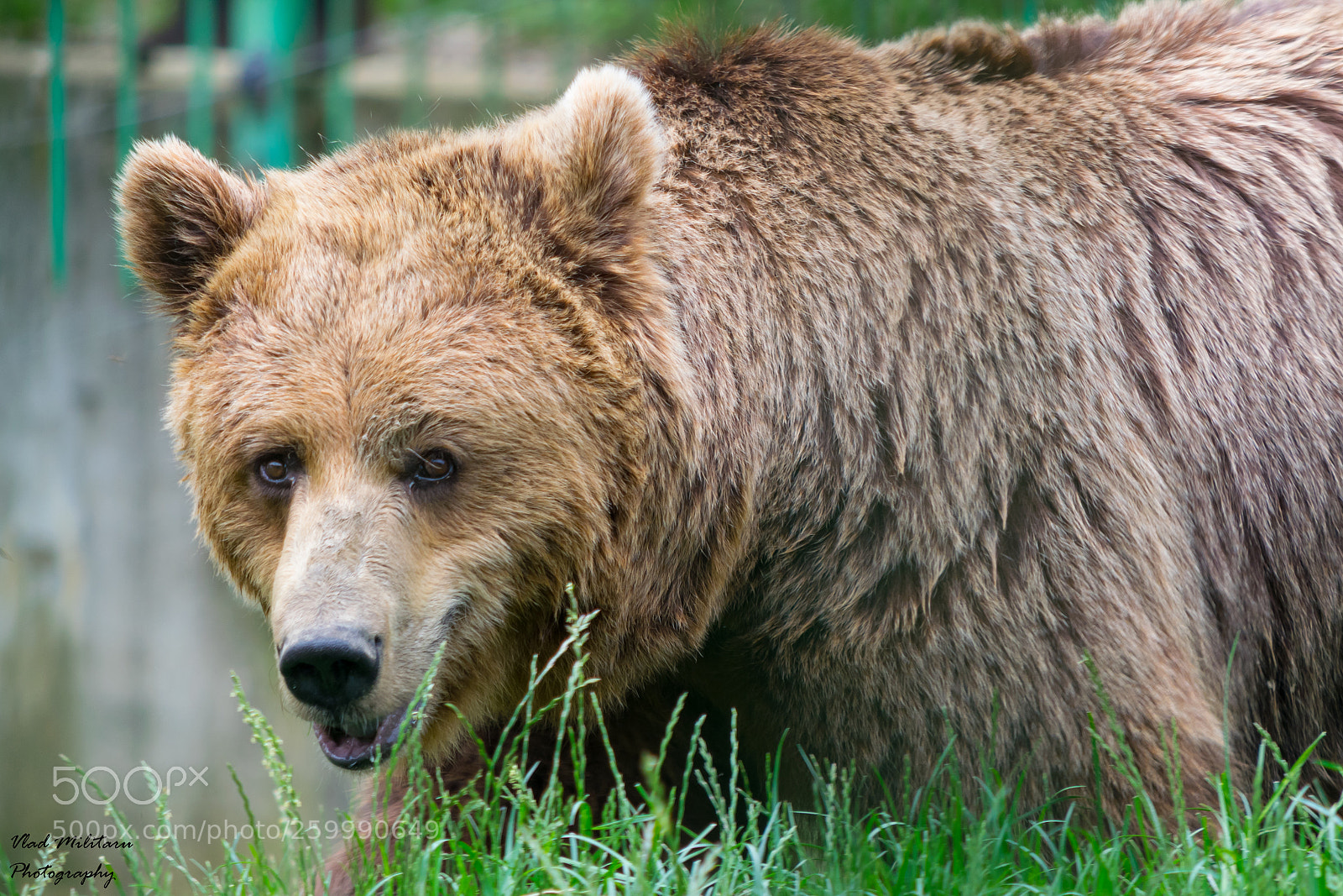 Nikon D5300 sample photo. Brown bear (ursus arctos)  photography