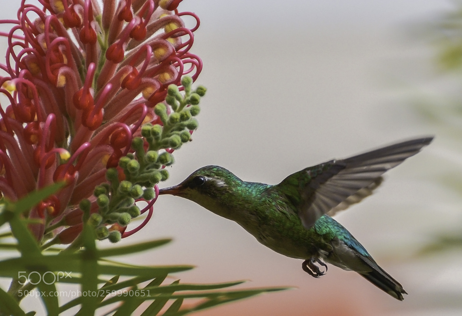Nikon D610 sample photo. Glittering bellied emerald photography