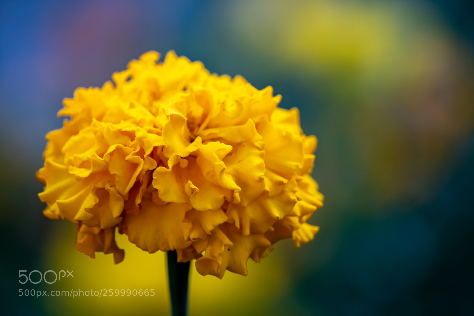 Canon EOS 7D Mark II sample photo. Blomm photography