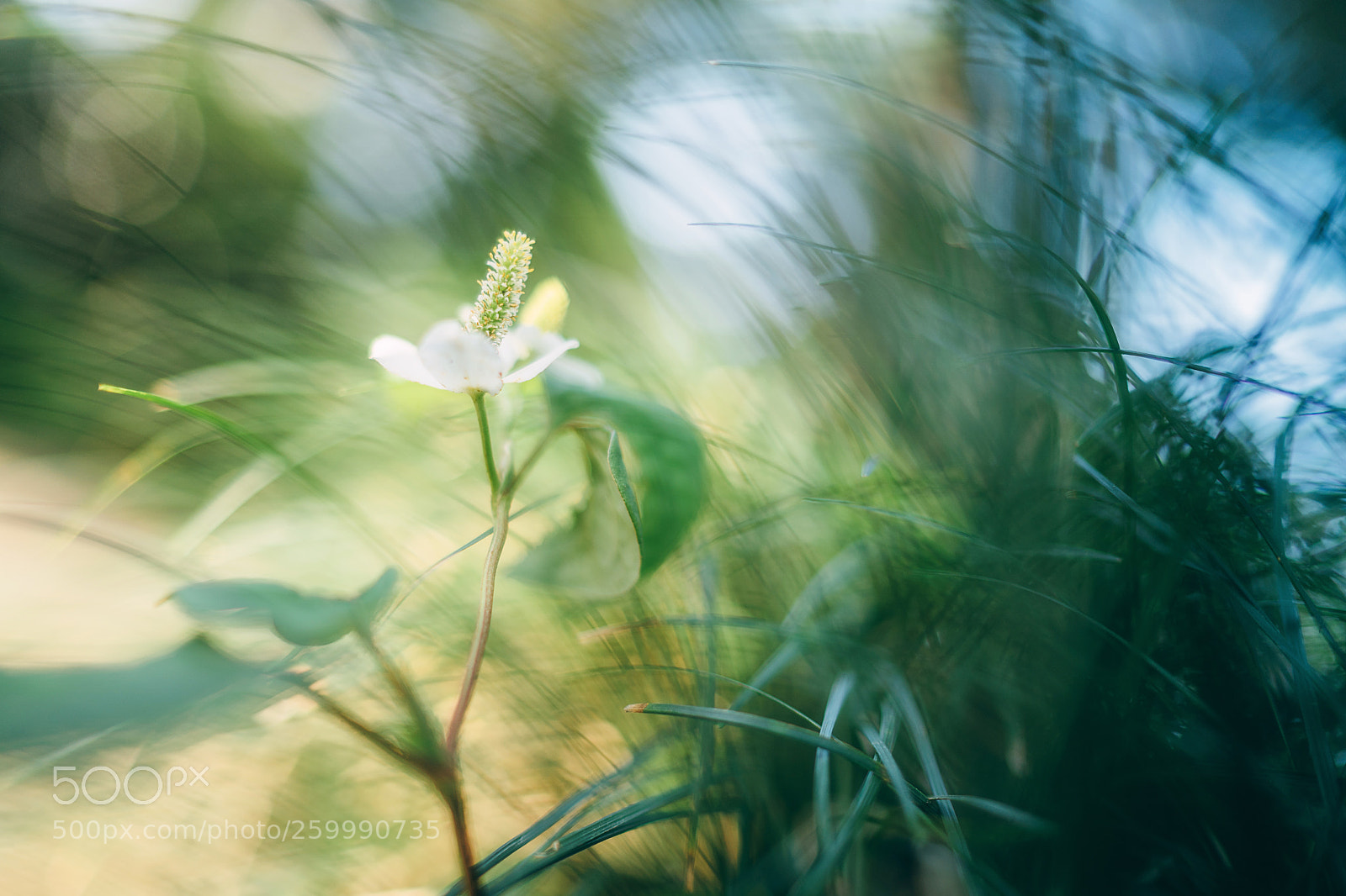 Sony a9 sample photo. Through the grass, a photography