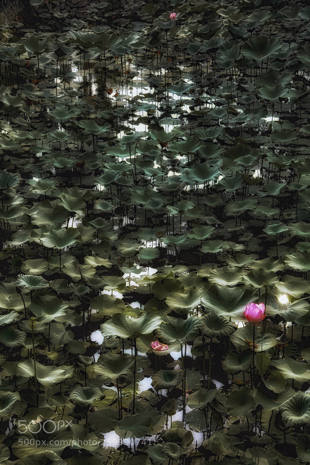 Nikon D850 sample photo. Lonely lotus photography