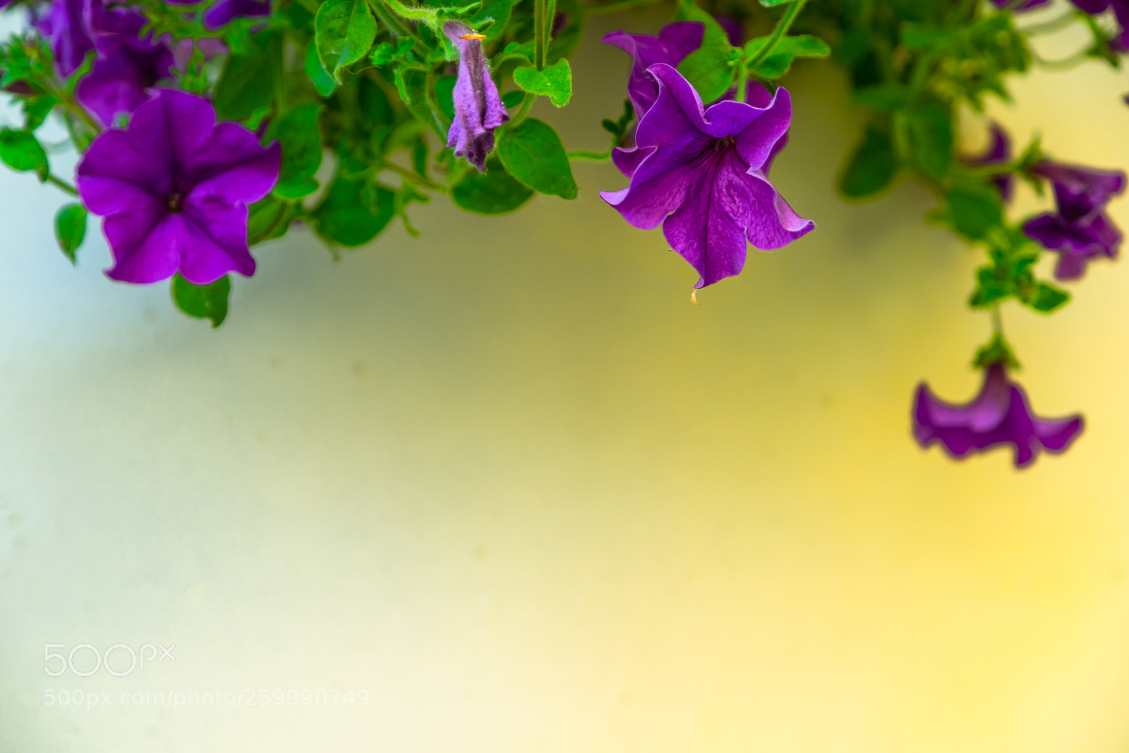 Sony a7 sample photo. Hanging on the wall photography