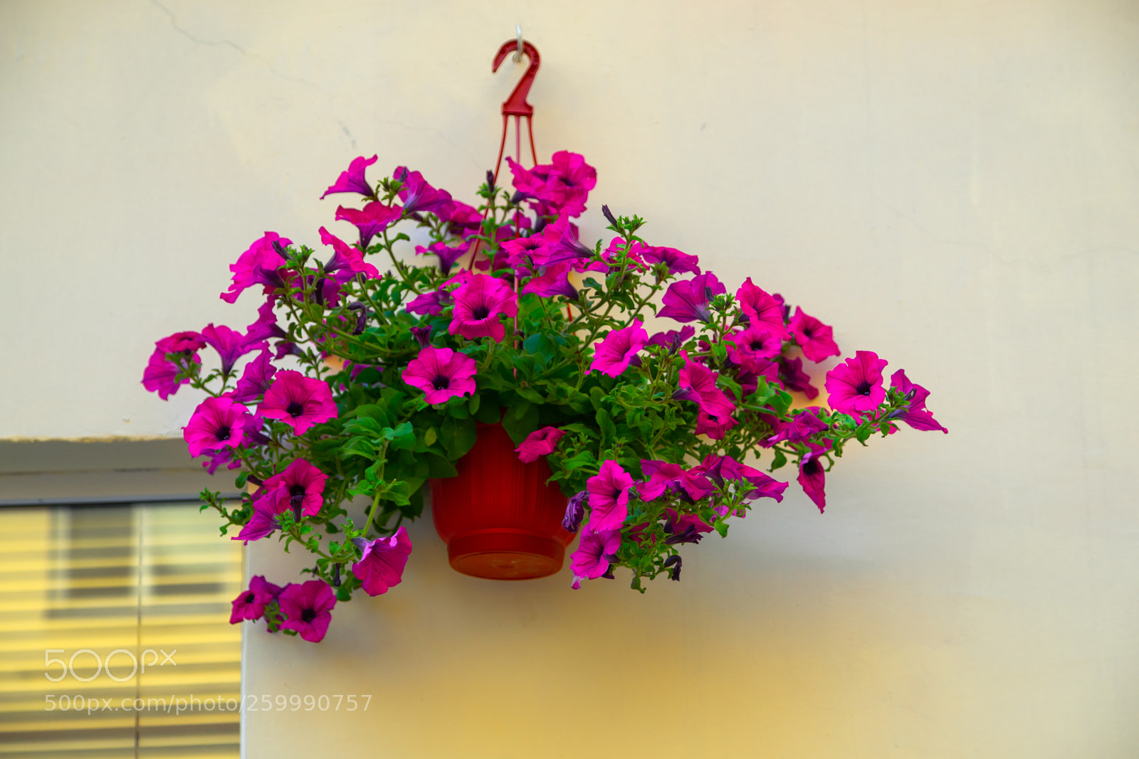 Sony a7 sample photo. Hanging on the wall photography