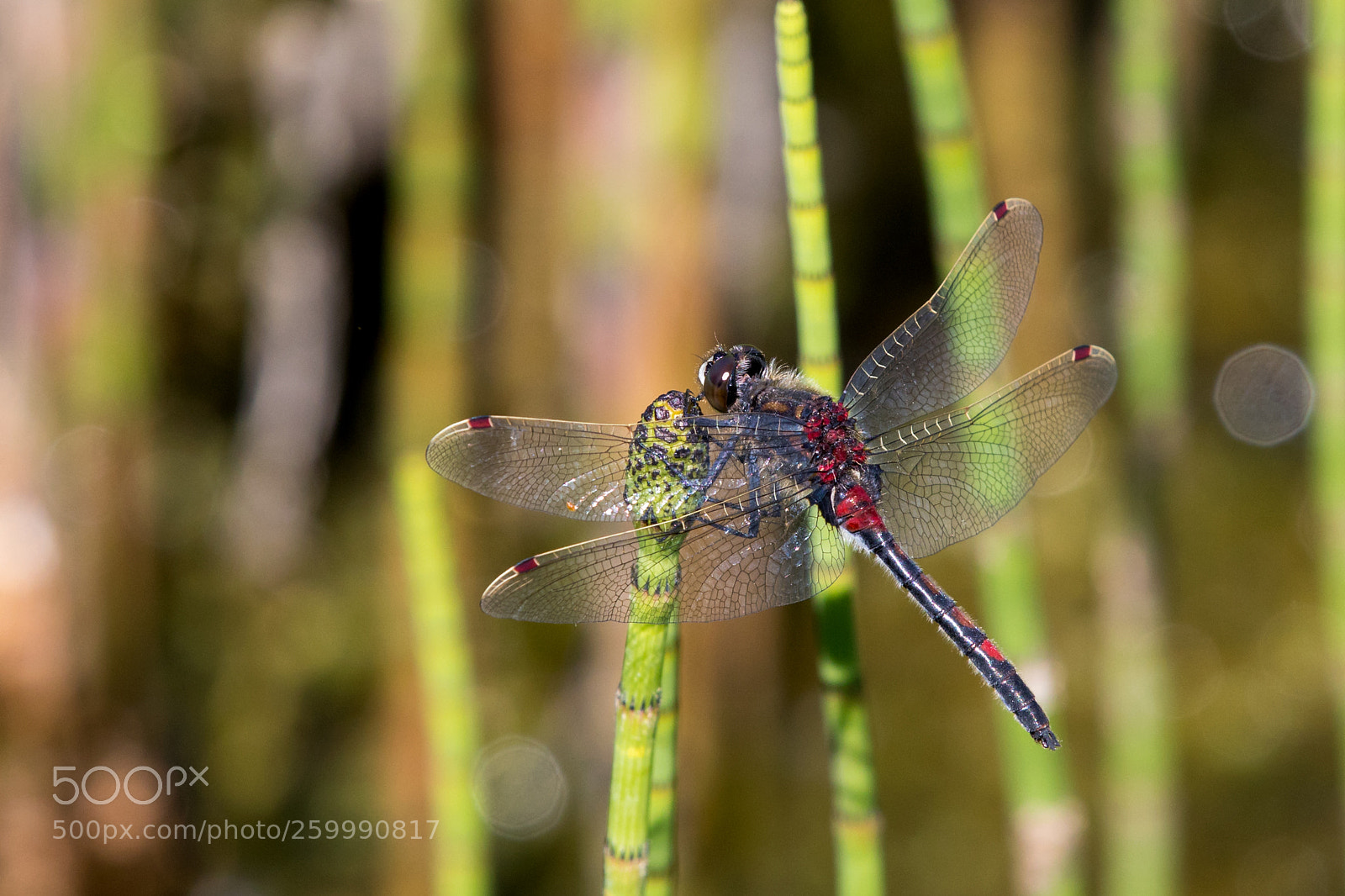 Canon EOS 5D Mark IV sample photo. Leucorrhinia rubicunda photography