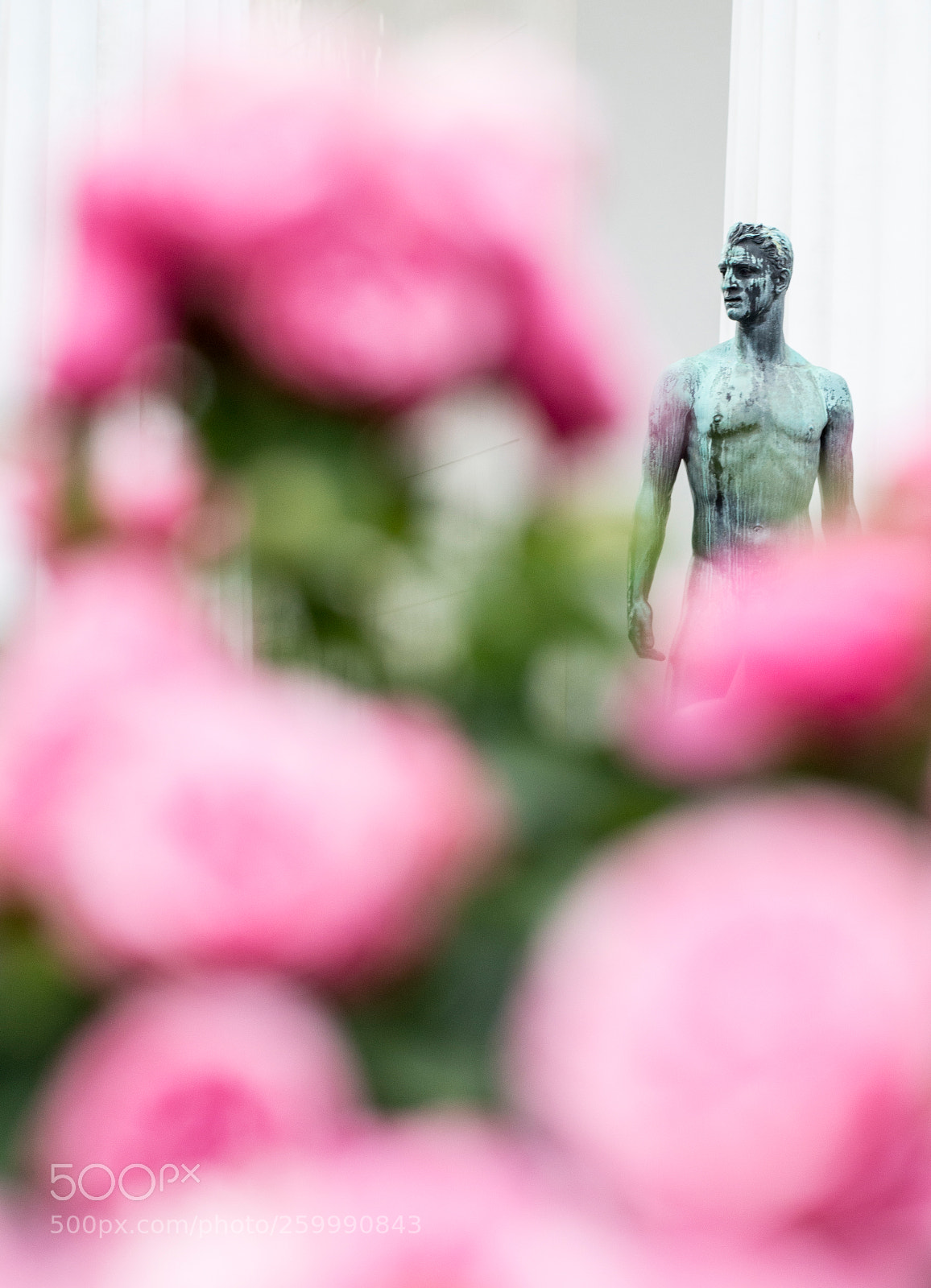 Nikon D800 sample photo. Framed by pink roses ... photography