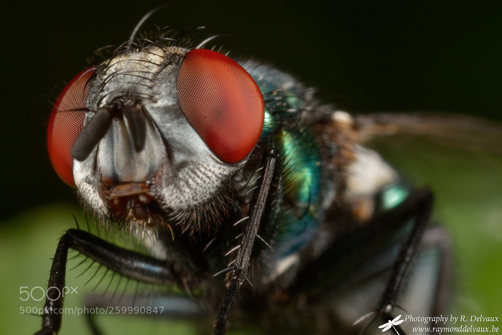 Canon EOS 7D Mark II sample photo. Just a fly photography