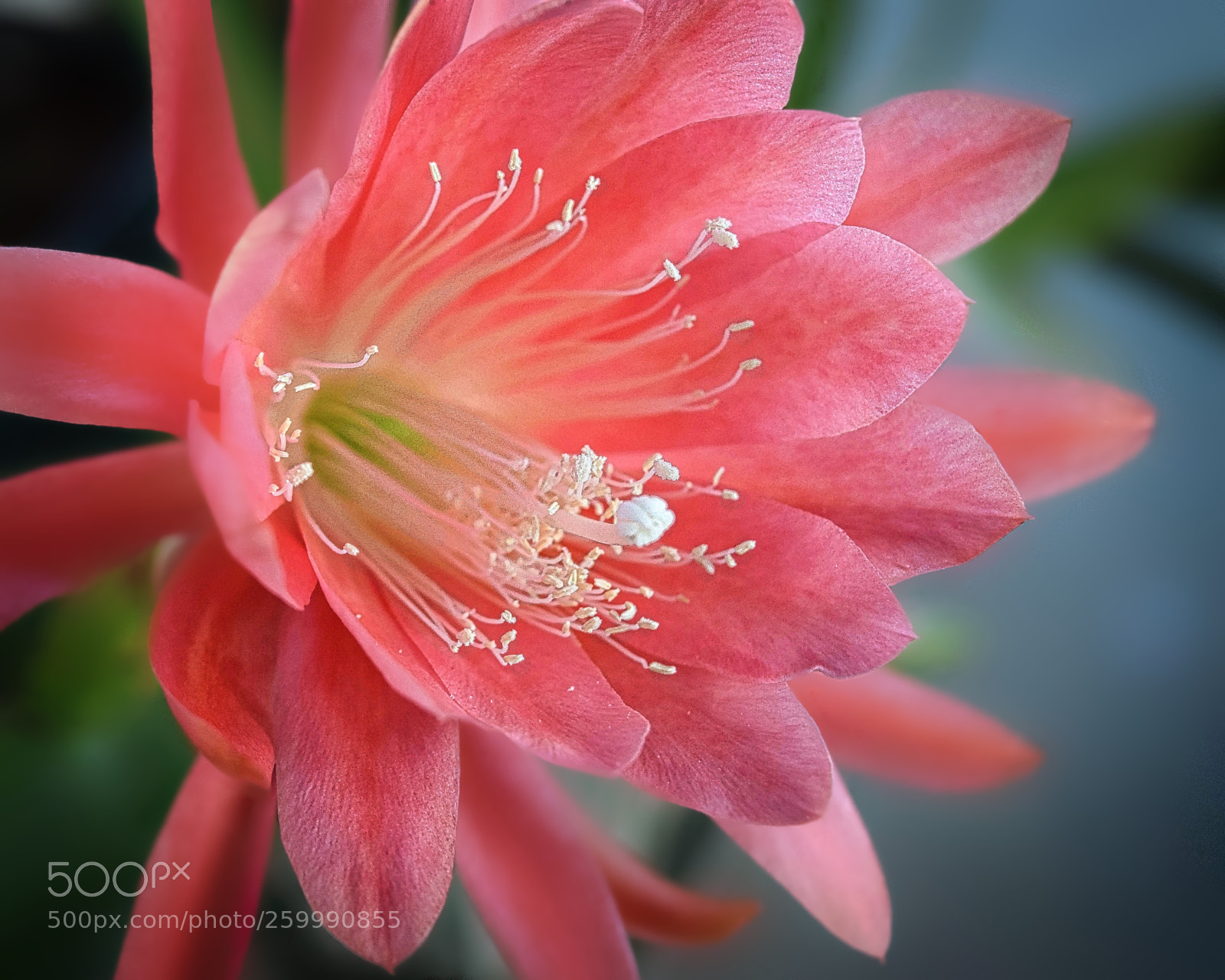 Nikon D3300 sample photo. Pink night blooming cereus photography