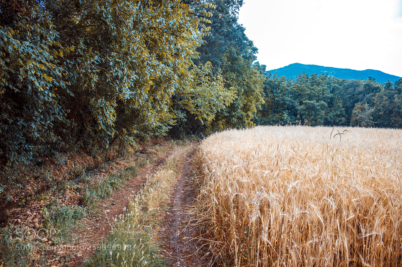 Canon EOS 600D (Rebel EOS T3i / EOS Kiss X5) sample photo. Virgo and nature photography