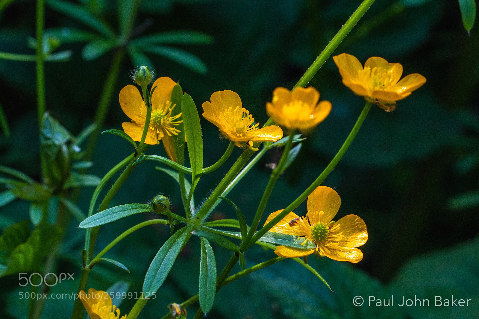Canon EOS 70D sample photo. I love wild flowers  photography