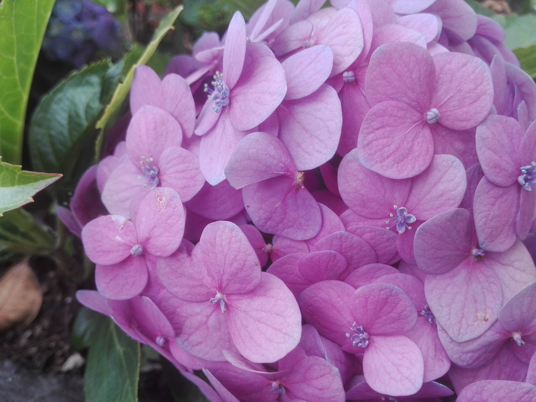 HUAWEI Y6II sample photo. Img_20180524_165403.jpg photography