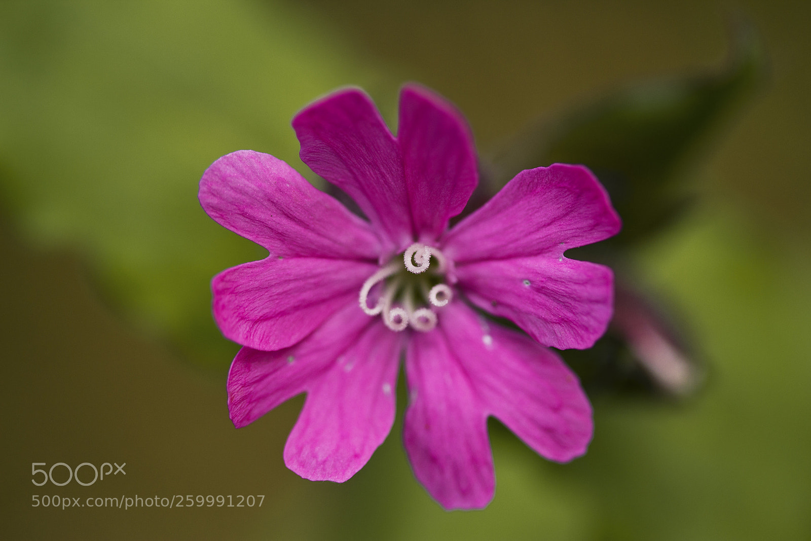 Canon EOS 60D sample photo. Rote lichtnelke (silene dioica) photography