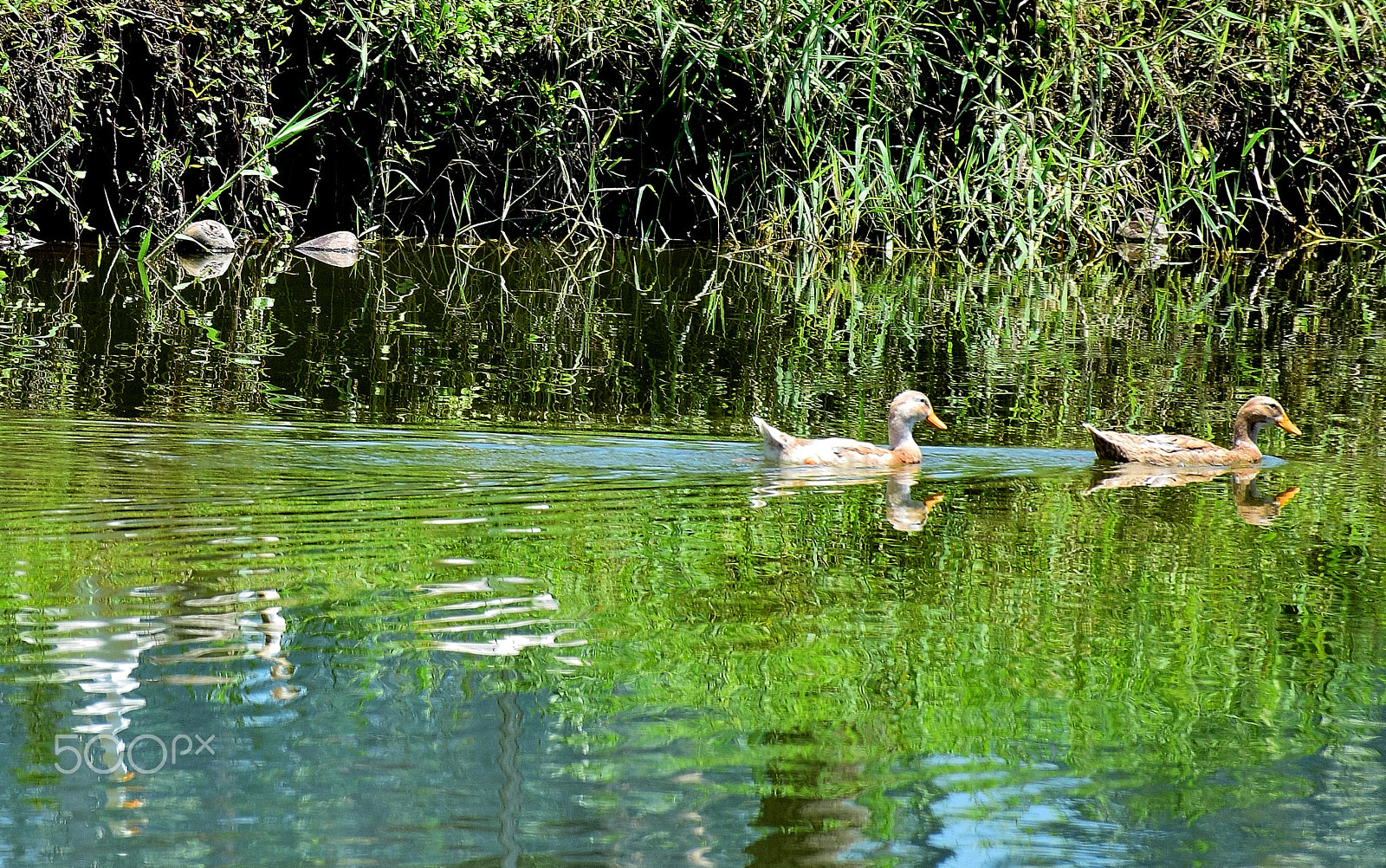 Nikon D5300 sample photo. Purity in nature. photography
