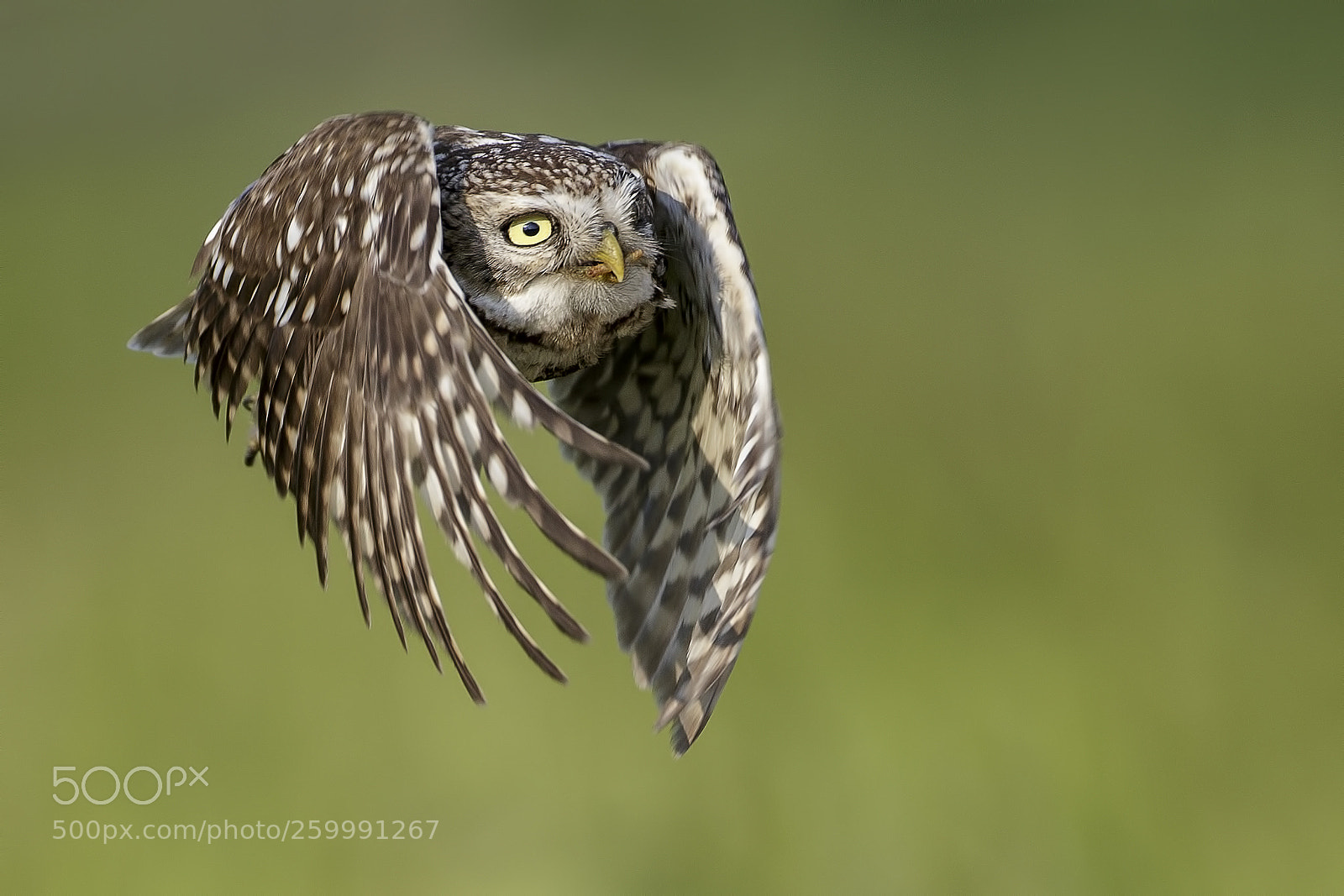 Canon EOS-1D X sample photo. Little owl photography