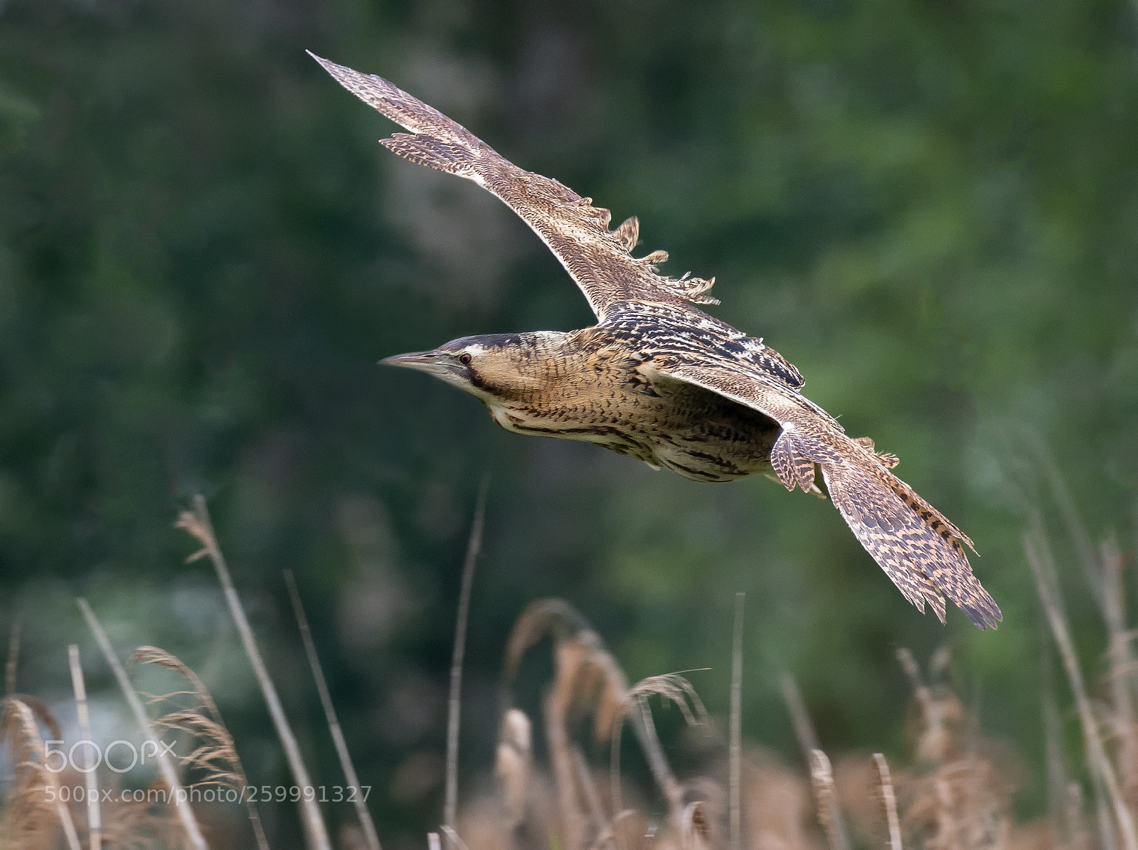 Nikon D850 sample photo. Bittern close up photography