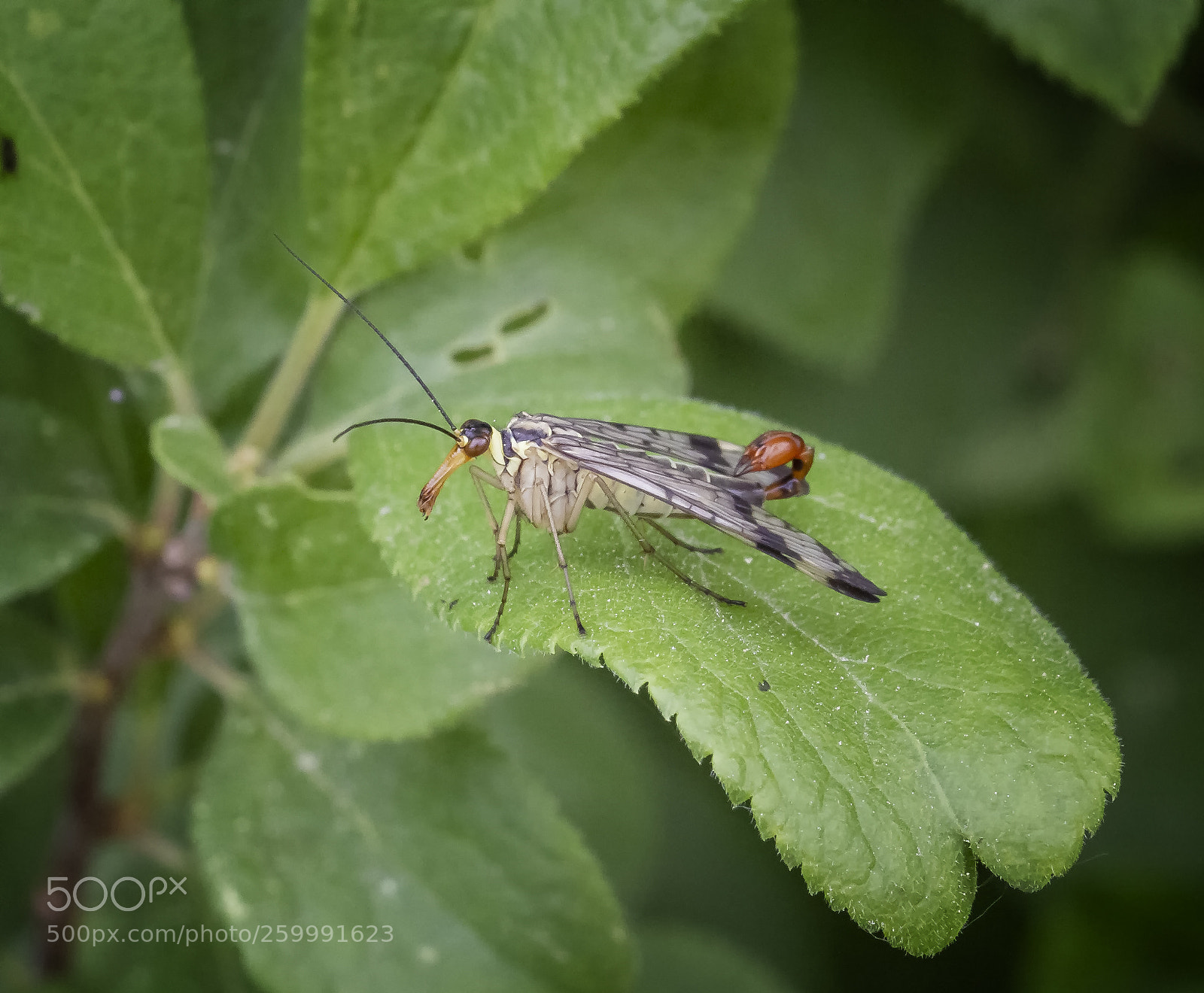 Canon EOS 7D sample photo. Scorpionsfliege / scorpionfly photography