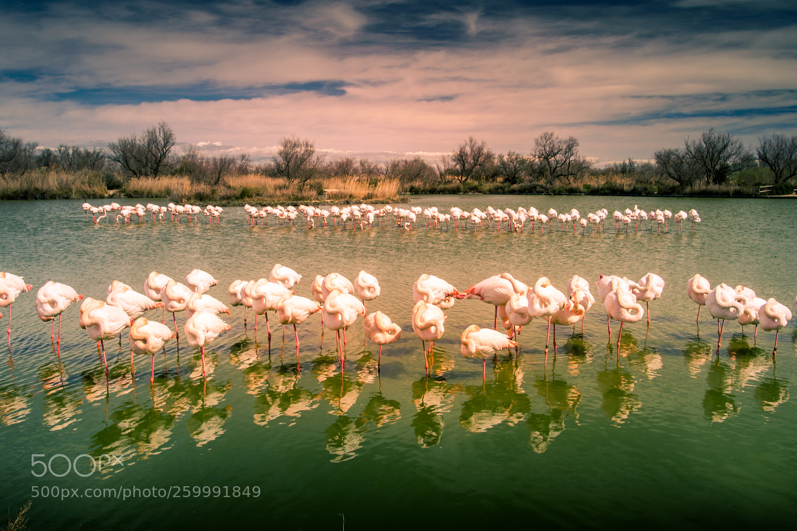 Nikon D3300 sample photo. Flamants roses photography