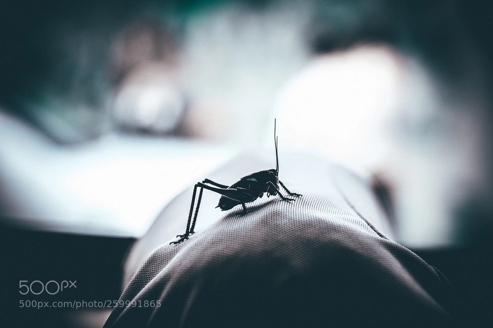 Fujifilm X-T2 sample photo. Grasshopper photography