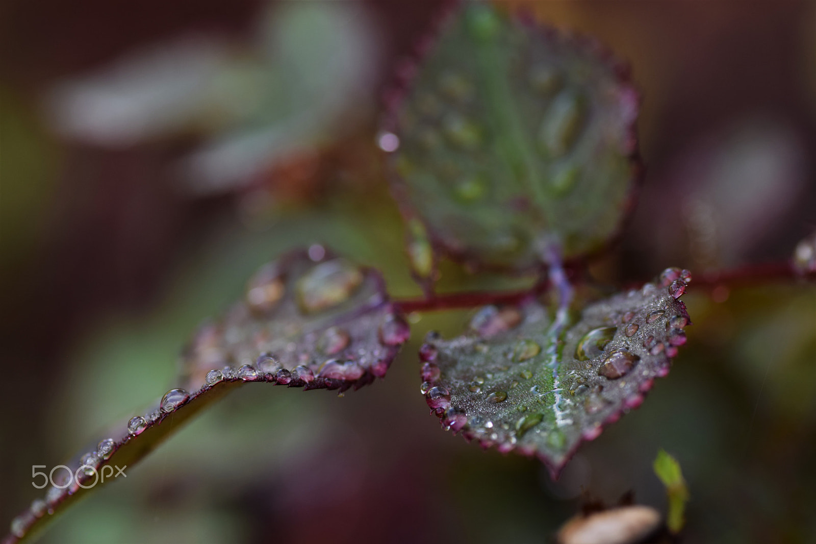 Nikon D3300 sample photo. After the rain photography