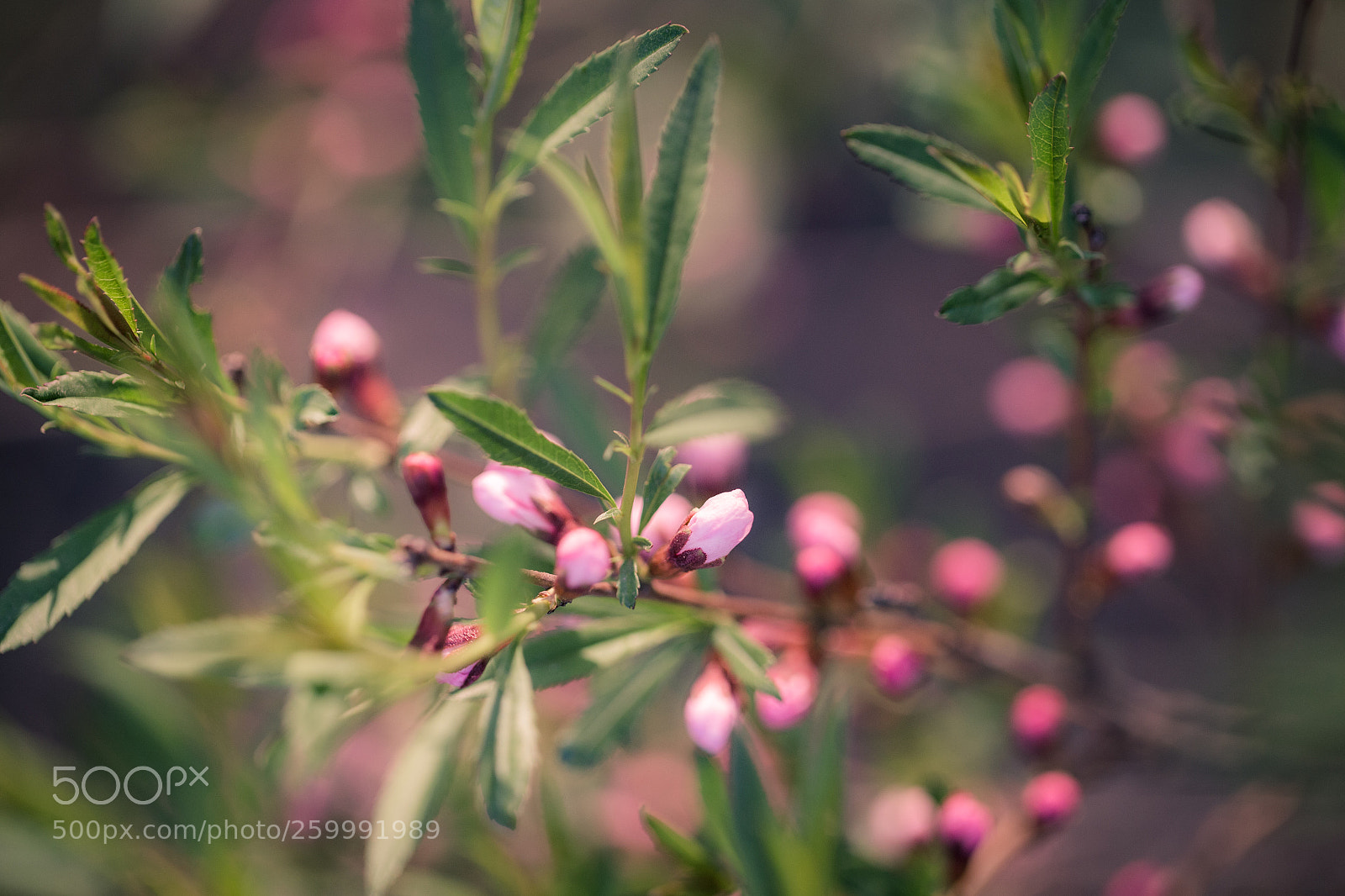 Canon EOS 6D sample photo. Beauty flowers photography