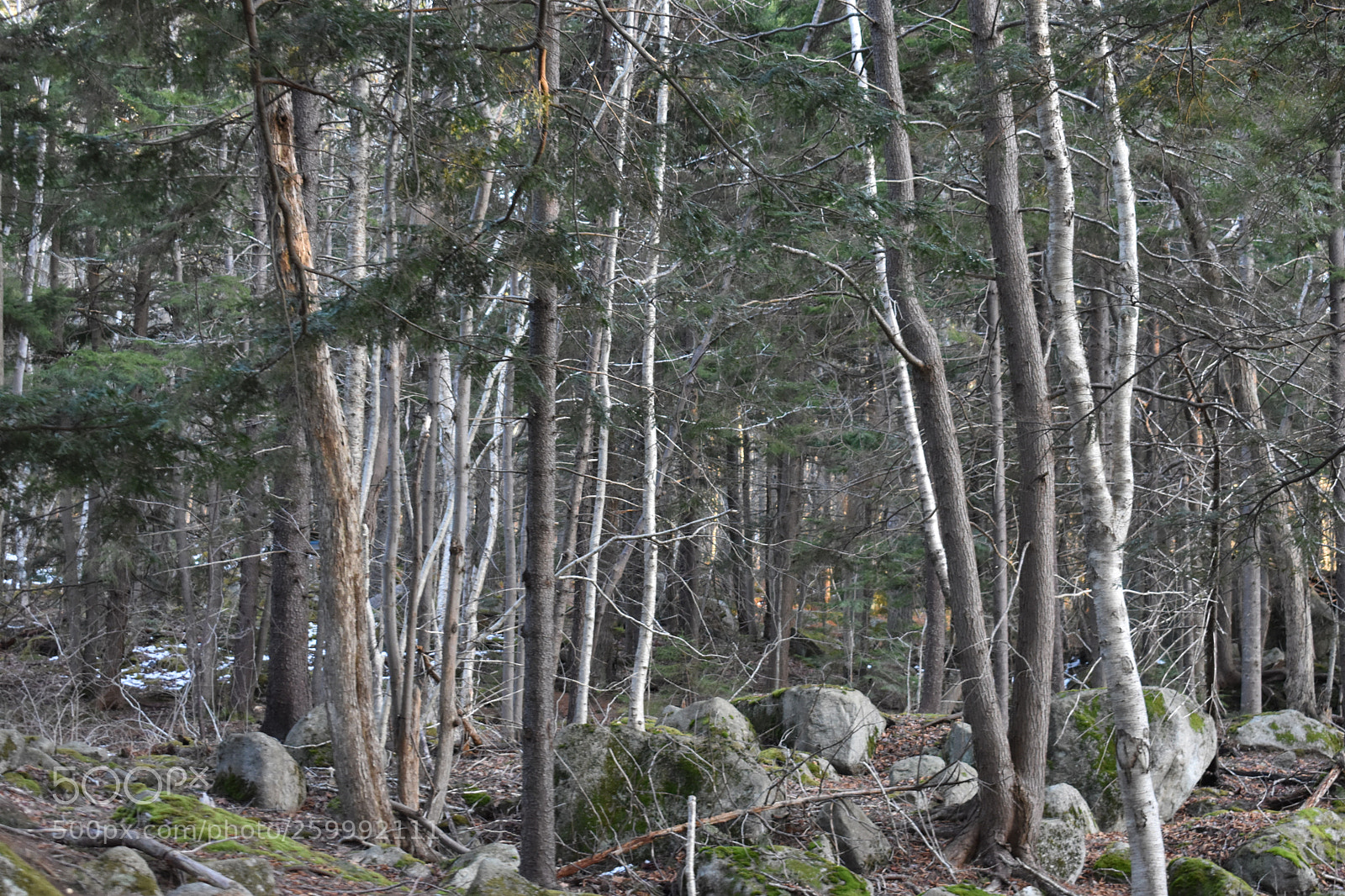 Nikon D3400 sample photo. 2018-04-12 19.13.27.jpg photography