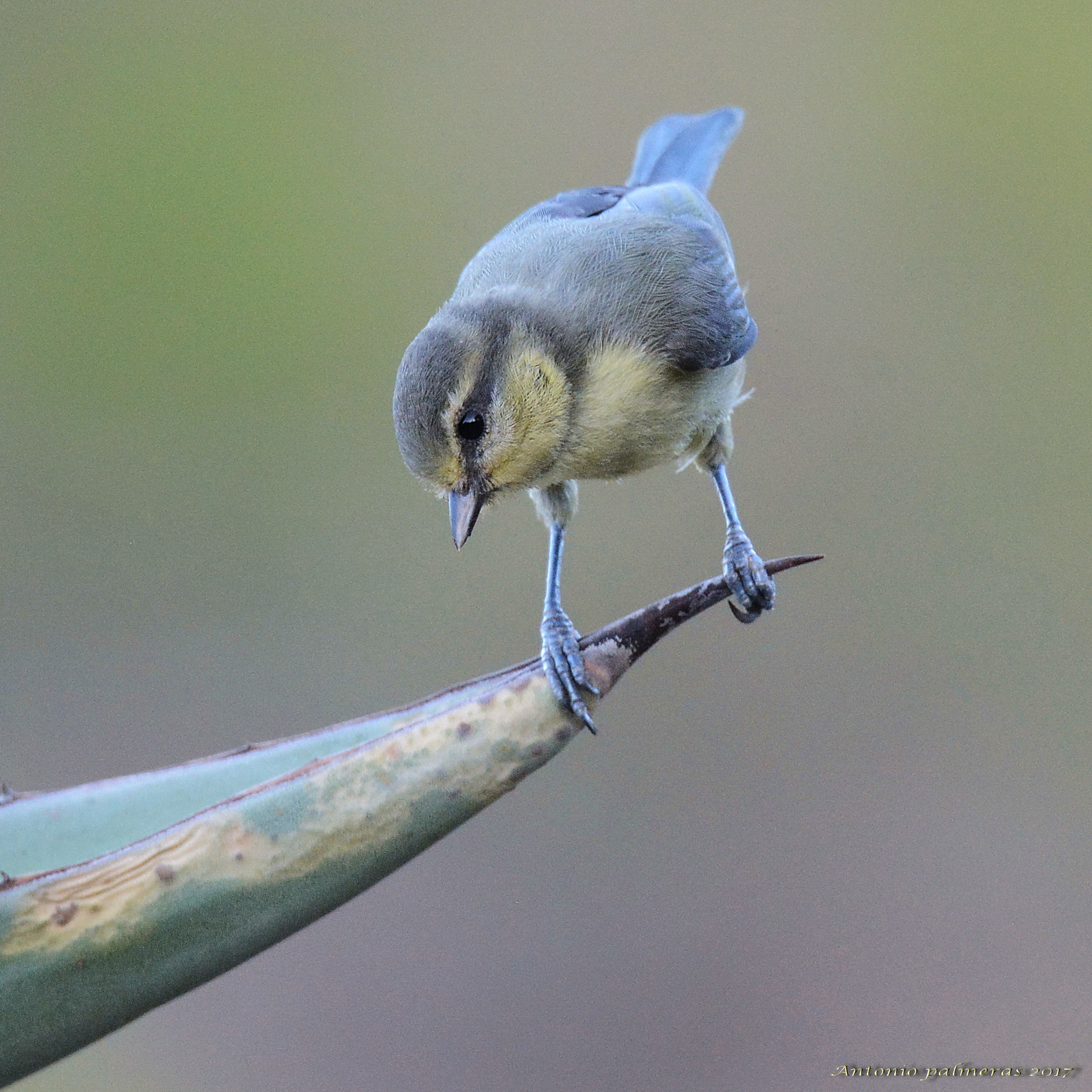 Nikon D7100 + Sigma 150-600mm F5-6.3 DG OS HSM | S sample photo. Herrerillo curioso photography