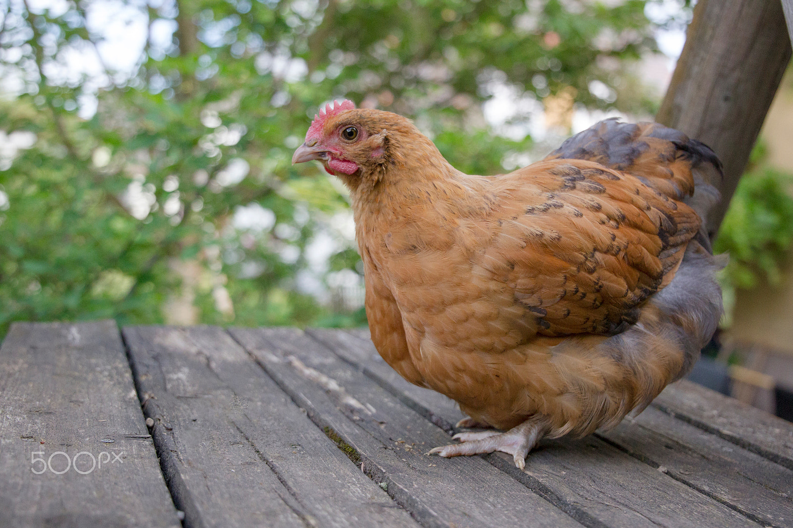 Canon EOS-1D Mark IV sample photo. Cock of the old english dwarf breed orpington on a wooden outdoo photography