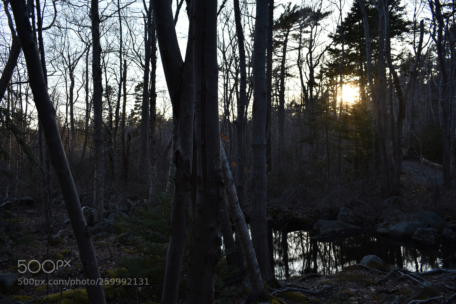 Nikon D3400 sample photo. 2018-04-12 19.14.45.jpg photography