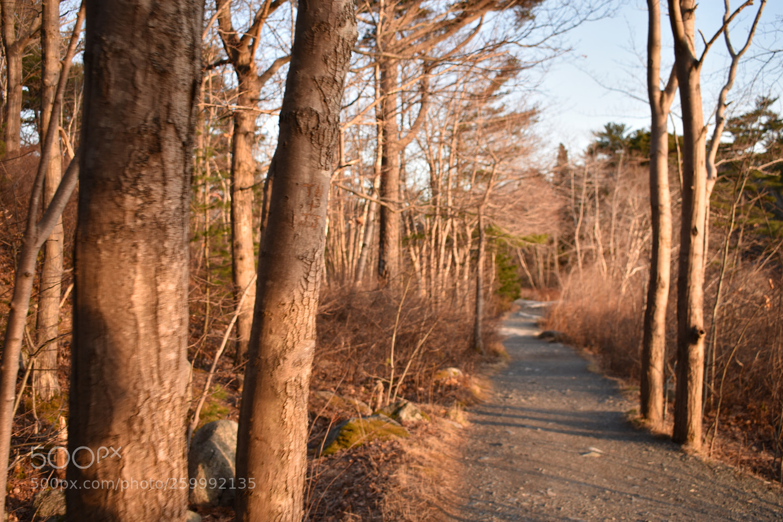Nikon D3400 sample photo. 2018-04-12 19.17.58.jpg photography