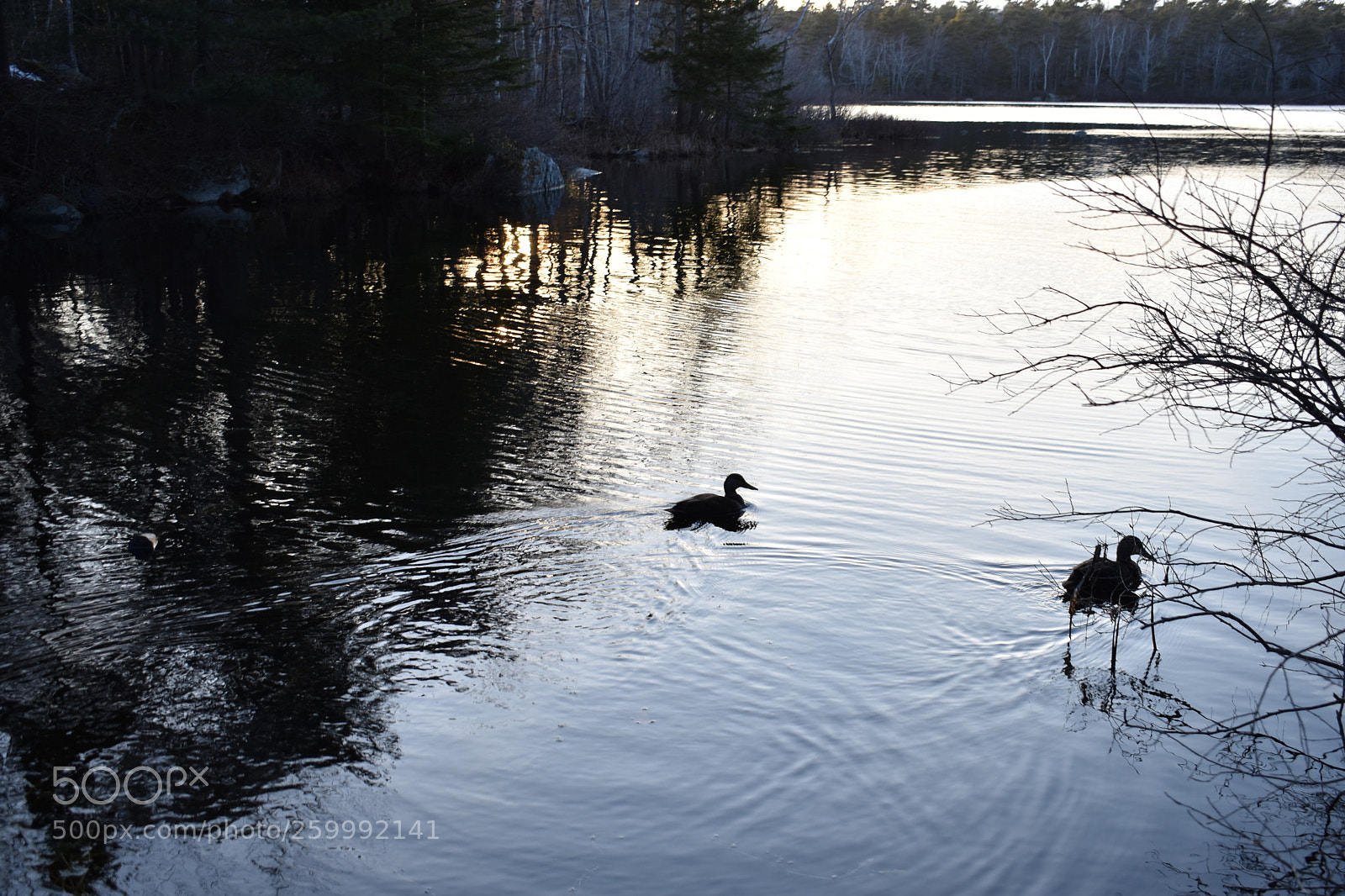 Nikon D3400 sample photo. 2018-04-12 19.19.23.jpg photography