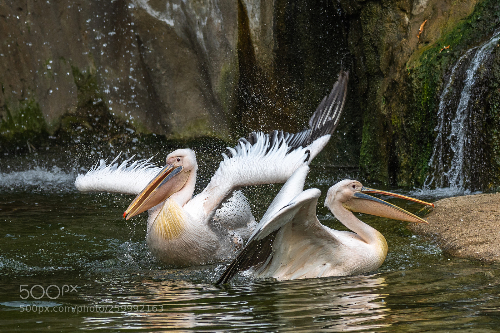 Sony a7 III sample photo. Pelicans photography